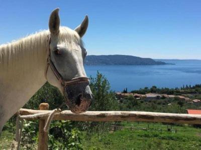 Farm stay Scuderia Castello